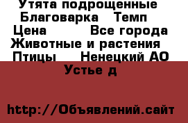 Утята подрощенные “Благоварка“,“Темп“ › Цена ­ 100 - Все города Животные и растения » Птицы   . Ненецкий АО,Устье д.